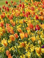 Affichage tulipe et giroflée lumineuse dans un jardin photo