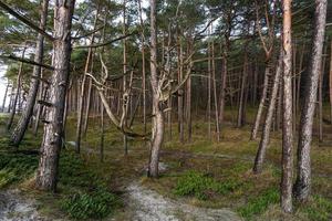 Forêt de la côte de la mer Baltique et dunes de sable avec des pins photo