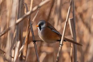 Reedling barbu panurus biarmicus photo