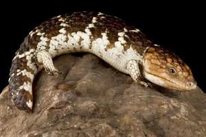 Scinque à dos de bardeaux de l'Ouest Tiliqua rugosa rugosa photo