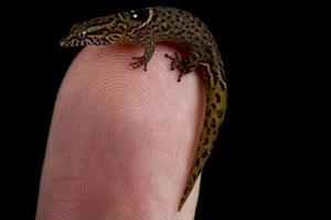 Anguilla Bank Geckolet Sphaerodactylus parvus photo