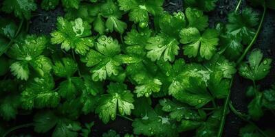 ai généré. ai génératif. vert éco biologique santé coriandre salade herbes. décoration santé mode de vie ambiance. graphique art photo