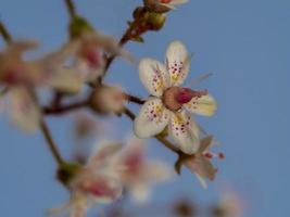 Gros plan d'une seule fleur de fierté de Londres photo