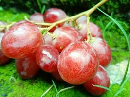 plat allonger Haut vue de rouge grain de raisin sur blanc Contexte. photo