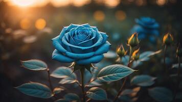 bleu Rose avec une le coucher du soleil lumière et bokeh arrière-plan, ai généré photo