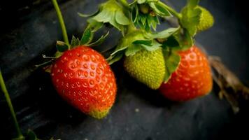 une fermer de Frais des fraises prêt à être dévoré photo