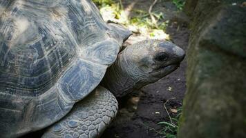 le gracieux aîné une fermer de une distingué vieux tortue photo