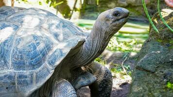 une doux géant de le animal Royaume une fermer de une géant tortue photo