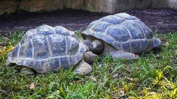 romantique moment deux géant tortues dans l'amour photo