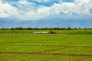 riz et sucre canne cultures à valle del Cauca dans Colombie photo