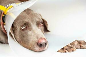 braque de Weimar chien portant une Plastique élisabéthain - mec collier à Accueil photo