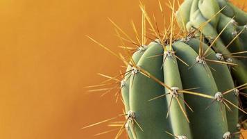 gros plan, de, cactus, sur, a, fond jaune photo