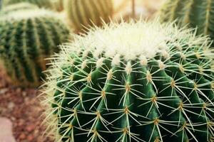 épanouissement Jaune fleurs cactus les plantes dans désert parc et succulent jardin. échnocactus grusonii hidm croissance sur marron pierre ponce pierre. photo