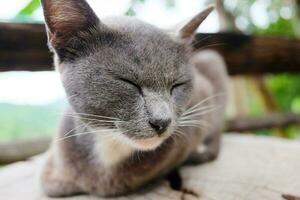 mignonne gris chat en train de dormir amd relaxant sur arbre souche dans Naturel jardin photo