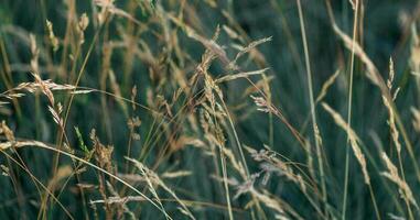 sec herbe Prairie Contexte. biologique sauvage verdure. bannière. doux se concentrer. photo