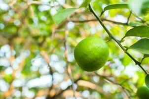 Frais vert citrons verts brut citron pendaison sur arbre dans jardin, citrons verts cultivation photo