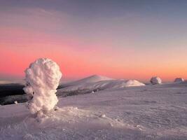 incroyable du froid rose Aube plus de une neigeux hiver colline. vue de le couvert de neige toundra et collines. Arctique dur la nature. mystique Fée conte de le hiver gel forêt. photo