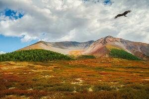 spectaculaire d'or lumière et ombre sur le Roche dans l'automne steppe. haute altitude plateau. atmosphérique l'automne Montagne paysage. panoramique paysage avec le bord de une conifère forêt et Montagne photo