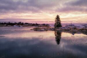 une magique violet le coucher du soleil avec une solitaire Noël arbre sur un île avec une réflexion dans le l'eau. photo