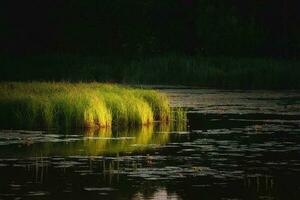 soir Soleil des rayons sur le herbe croissance dans le marais photo