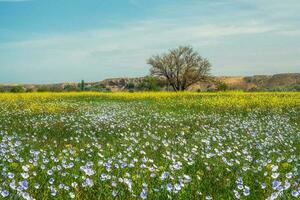 vert herbe et floraison lin dans le prairie. printemps ou été la nature scène avec épanouissement bleu lin dans Soleil éblouissement. photo
