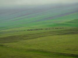 groupe de vaches dans le distance sur une vert pâturage contre le Contexte de pluvieux et brumeux collines. photo