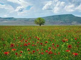 solitaire arbre dans une coquelicot champ dans le printemps. photo