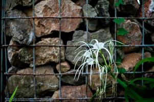 Fleur blanche épanouie avec mur de pierre floue en arrière-plan photo