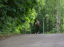 une poulain sur une rural route photo