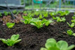 Gros plan peu de légumes biologiques cultivés dans le bac de la pépinière à la ferme avec groupe de légumes floue en arrière-plan photo