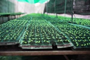 Les jeunes légumes poussent dans le bac de pépinière en plastique à la ferme biologique photo