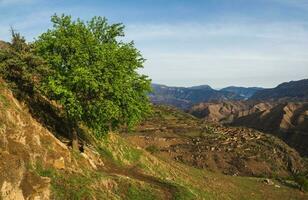 une vert arbre sur le pente. vieux village dans le gorge, haute montagnes dans le Contexte. photo