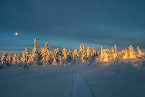 Piste à le hiver ensoleillé forêt par couvert de neige sapin des arbres, enveloppé dans neige. incroyable dur Arctique la nature. mystique conte à propos une hiver glacial forêt. photo