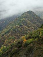 atmosphérique verticale paysage avec conifère des arbres sur pierreux colline dans faible des nuages dans pluvieux temps. dense brouillard dans foncé forêt en dessous de nuageux ciel. mystérieux paysage avec conifère forêt dans épais brouillard. photo