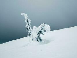 magique bizarre silhouette de sapin arbre sont plâtré avec neige à foncé gris ciel Contexte. Arctique dur la nature. mystique Fée conte à le hiver Montagne. neige couvert Noël sapin sur flanc de montagne photo