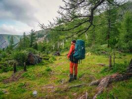 content Masculin touristique avec une grand sac à dos dans une vert Montagne forêt passe par une grand arbre avec symbolique rubans. photo