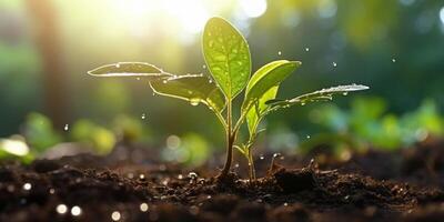 le Jeune plante est croissance de le la graine avec ai généré. photo