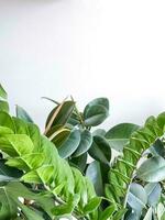 plante monstera délicieuse, zamiokulkas et ficus sur blanc Contexte. minimalisme photo