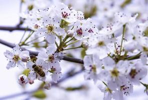 une abeille survolant une fleur d'amandier photo