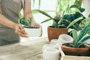 content petit affaires propriétaire à une plante magasin. photo