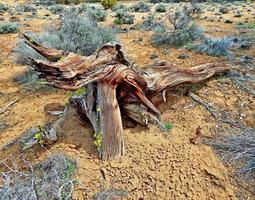 créature du désert - une formation de rondins de genévrier inhabituelle dans le haut désert - près de redmond, ou photo