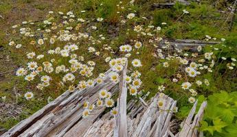 marguerites des bois - une marguerite dans la forêt le long d'un ruisseau d'eau vive - chaîne de cascade - à l'est d'idanha, ou photo