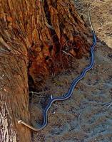 serpent strié du désert sec canyon redmond, ou photo