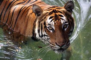 tigre adulte sur l'eau photo