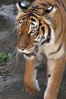 un tigre malais