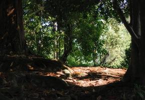 fond de forêt, arbres verts à l'ombre photo