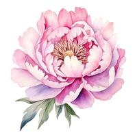 aquarelle magnifique pivoine fleur. illustration ai génératif photo