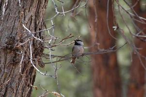 mésange des montagnes dans un arbre photo