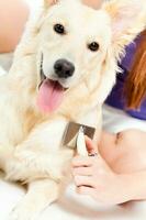 une femme prise se soucier de sa chien photo