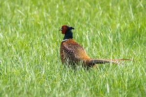 encolure ronde faisan ou commun faisan oiseau, phasianus colchique photo